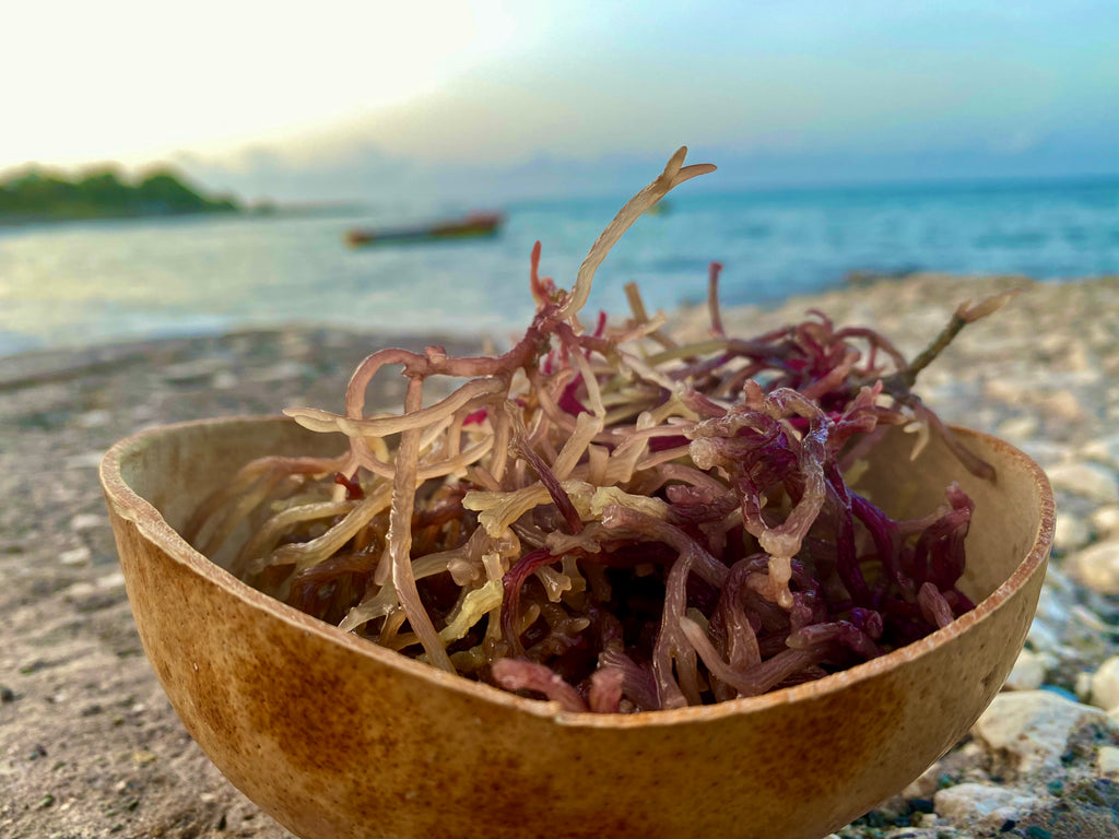 Benefits of Jamaican Purple Sea Moss