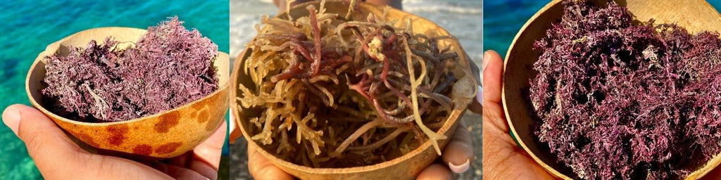 Is the Sea Moss hype real?