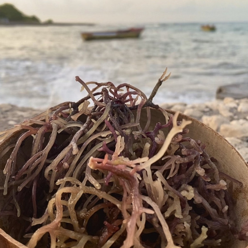 Jamaican Purple Gold Sea Moss (Raw, Wildcrafted) 2oz - Jahno Herbs