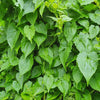 Jamaican Guaco Mikania (Wildcrafted, Air-Dried, Alkaline Herb) - Jahno Herbs