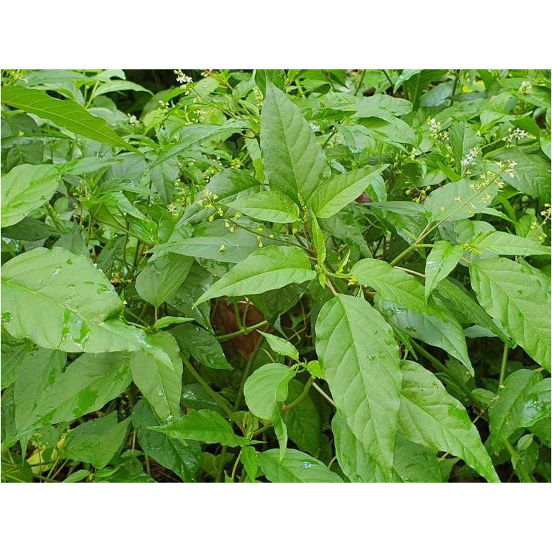 Jamaican Dog Blood Herb (Fertility Bush) Rivina Humilis - Jahno Herbs
