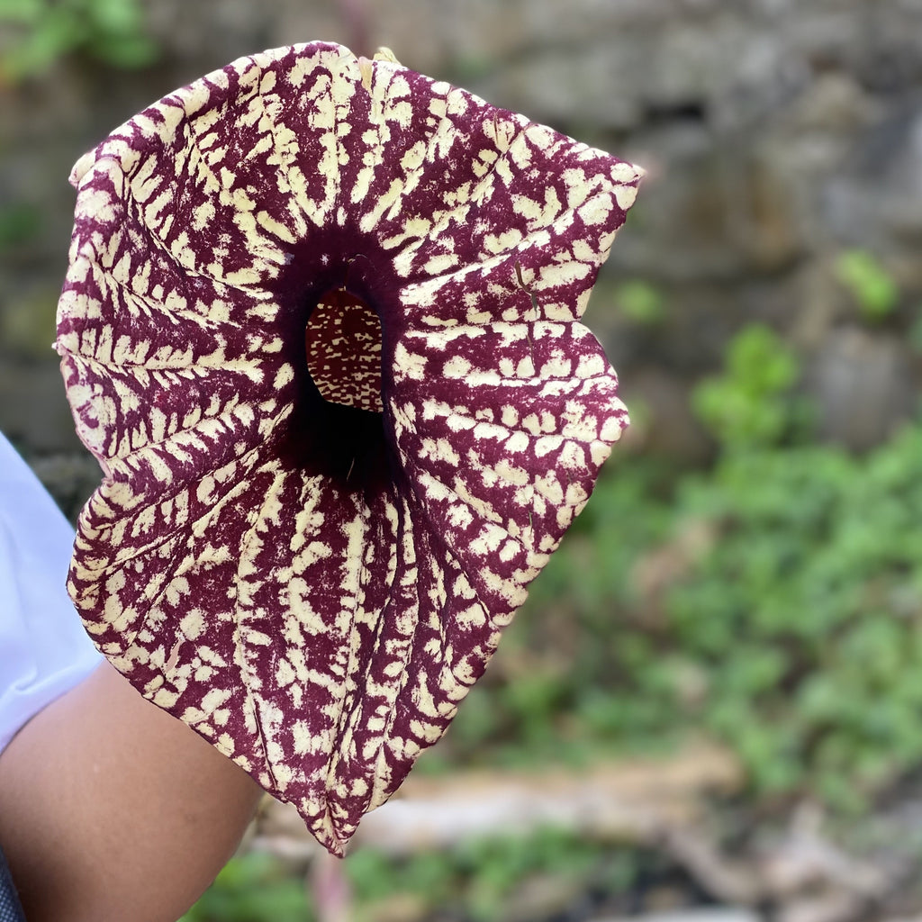 Organic Wildcrafted Jamaican Duck Flower – Fleming Fruit